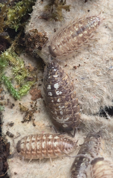 Oniscus Asellus Occidentalis Isopods - Isopods For Sale UK | PostPods